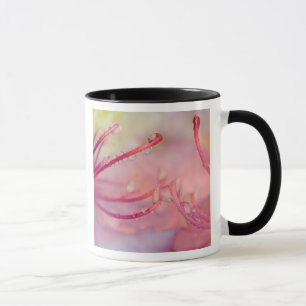 Caneca EUA, Carolina do Norte. Catawba rhododendron com