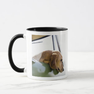 Caneca EUA, Colorado, cão que olha através da janela de