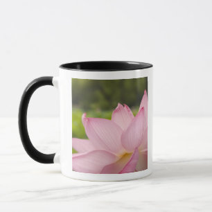 Caneca EUA, DC, Washington, Kenilworth Aquatic 2