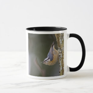 Caneca EUA, Estado de Washington, Red-Brested Nuthatch,