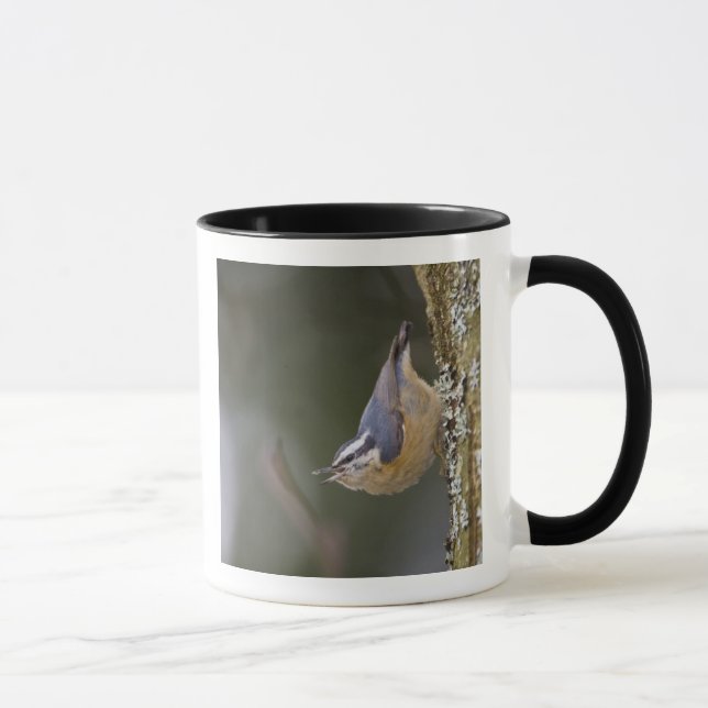 Caneca EUA, Estado de Washington, Red-Brested Nuthatch, (Direita)