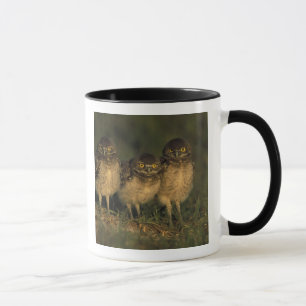 Caneca EUA, Flórida, Cape Coral. Três Corujas-buraqueiras