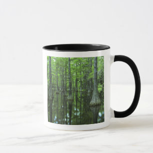 Caneca EUA, Flórida, Floresta Nacional Apalachicola, Care