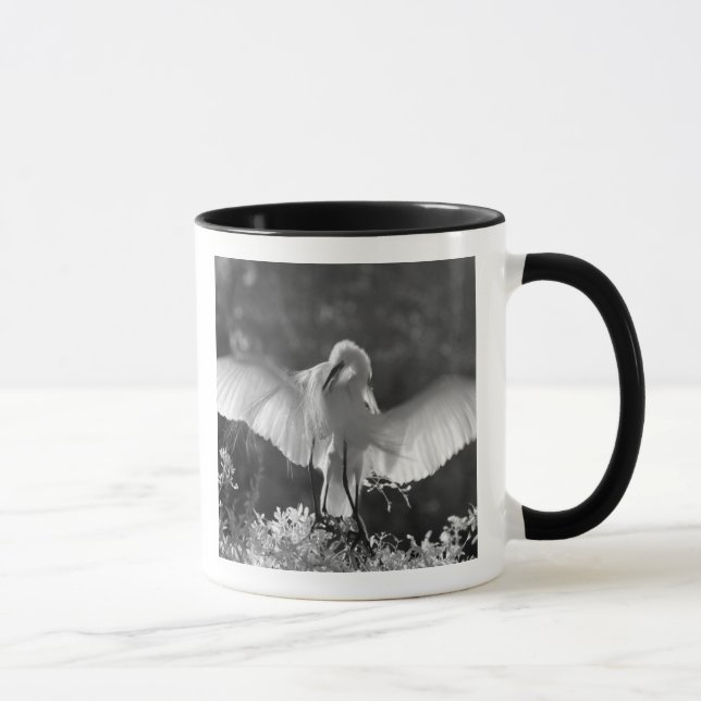 Caneca EUA, Flórida, Garça-branca-grande (Ardea alba) inf (Direita)