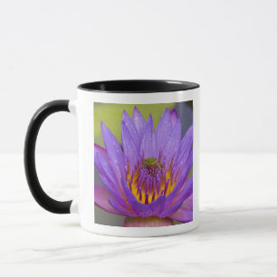 Caneca EUA, Flórida, Lago Kissimmee. Rã de folha verde