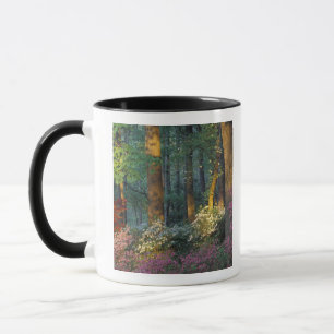 Caneca EUA, Geórgia, Callaway Gardens, floresta de Azaléi