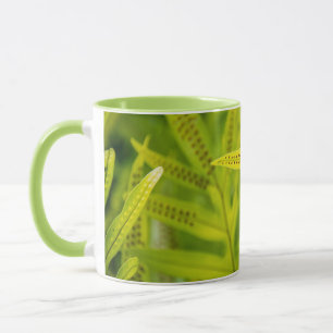 Caneca EUA, Havaí, Ilha Grande. Samambaia Verde Tropical