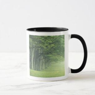 Caneca EUA, Kentucky. Fileira de árvores na primavera