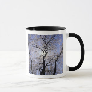 Caneca EUA, Kentucky, Lexington. Árvore com iluminação tr