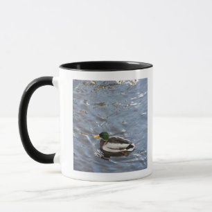 Caneca EUA, Maine, Camden, pato do pato selvagem no lago