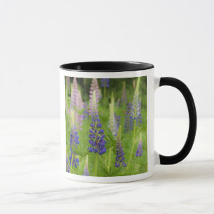 Caneca EUA, Maine, Parque Nacional Acadia. Campo de
