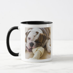 Caneca EUA, New-jersey, Jersey City, filhote de cachorro