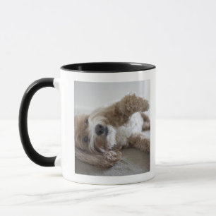 Caneca EUA, New York, Nova Iorque, Brooklyn, Cockapoo
