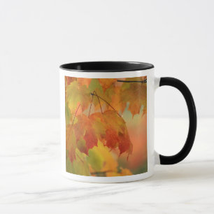 Caneca EUA, Nordeste, Folhas de Bordo em Chuva. Créditos 