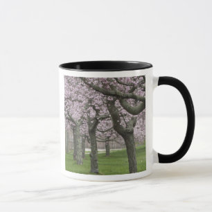 Caneca EUA, Nova York, East Hampton. Cerejeiras em