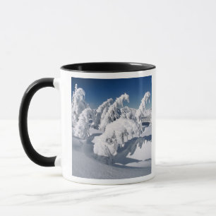 Caneca EUA, Oregon, Crater Lake NP. Árvores se inclinam s