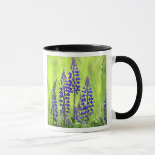 Caneca EUA, Oregon, Floresta Nacional de Mt. Hood, Lupino