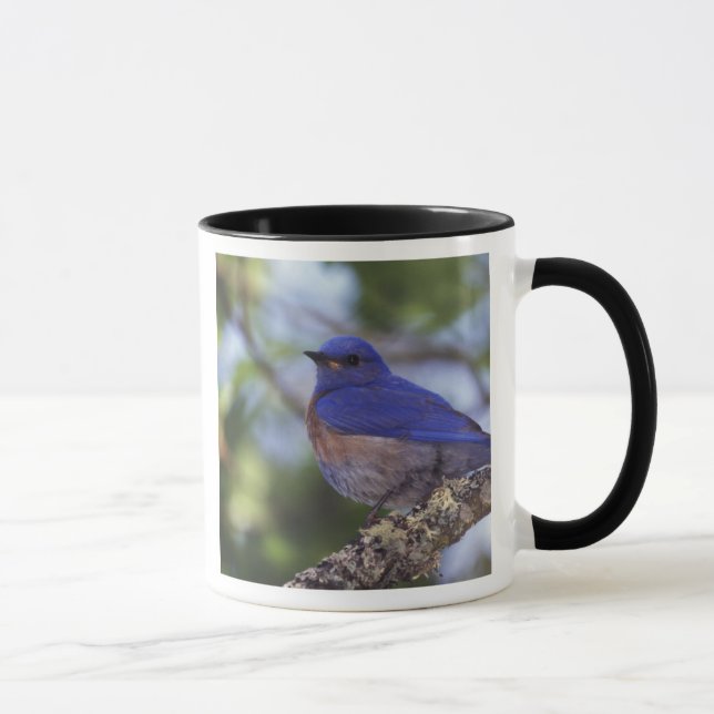 Caneca EUA, Oregon. Macho de Azulinho-ocidental (Direita)