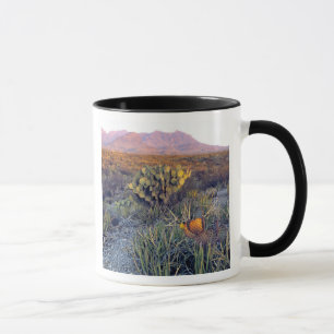 Caneca EUA, Texas, Big Bend NP. Um crepúsculo arenoso ros