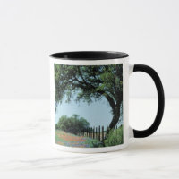 EUA, Texas, Texas Hill Country Paintbrush e