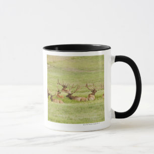 Caneca EUA, Utá, grupo de alces do touro (canadensis do
