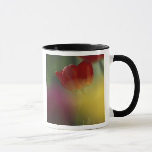 Caneca EUA, Utah, Tulipas do Vale Cache em um jardim