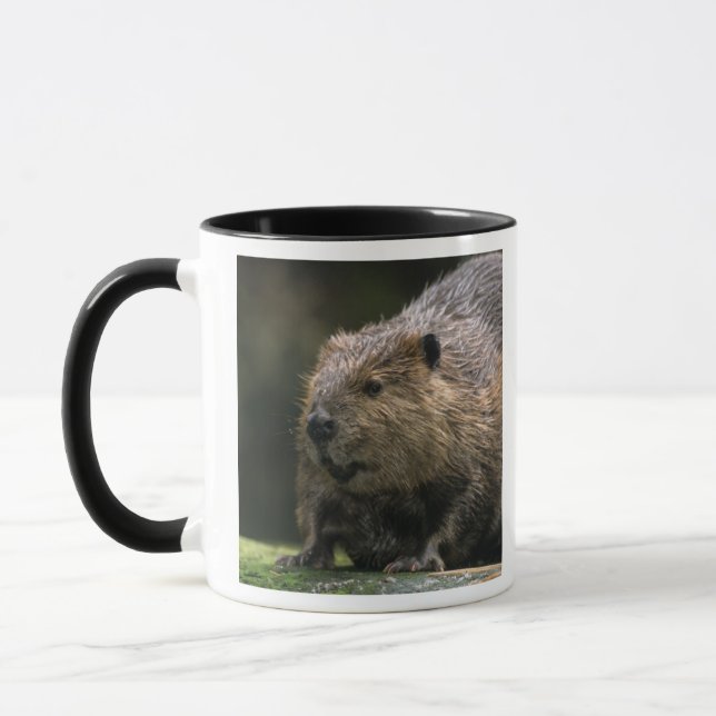 Caneca EUA, Washington, Northwest Trek. Castor (Esquerda)