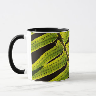 Caneca EUA, Washington, Parque Nacional Olímpico, Contral
