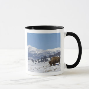 Caneca EUA, WY, Parque Nacional Yellowstone, Bisonte Amer