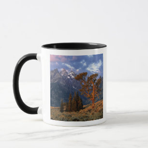 Caneca EUA, Wyoming, Grand Teton NP. Um cedro solitário