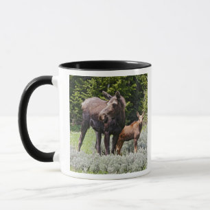 Caneca EUA, Wyoming, Montanhas Bighorn, Alces de alce