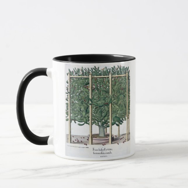 Caneca Eystettensis indica do Ficus, 'do Hortus Eystet (Esquerda)