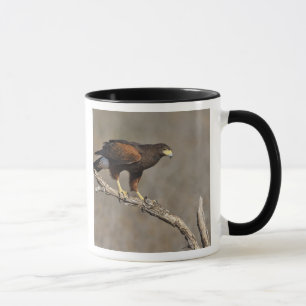 Caneca Falcão-de-harris pousado