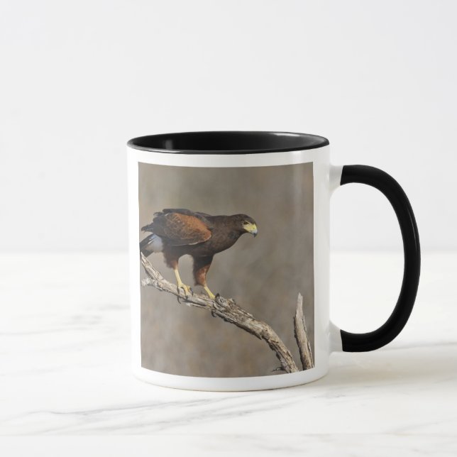 Caneca Falcão-de-harris pousado (Direita)