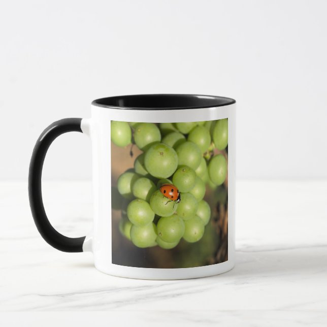 Caneca Feche o inseto da senhora na uva Pinot Noir verde (Esquerda)