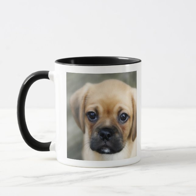 Caneca Filhote de cachorro de Pugalier que olha a câmera (Esquerda)