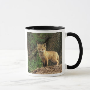 Caneca Filhote de cachorro do Fox vermelho na frente do