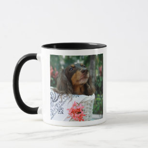 Caneca Fim-acima de um cão do Dachshund que senta-se em