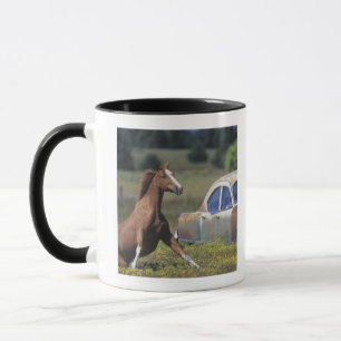 Caneca Fim-acima de um cavalo que funciona perto de um