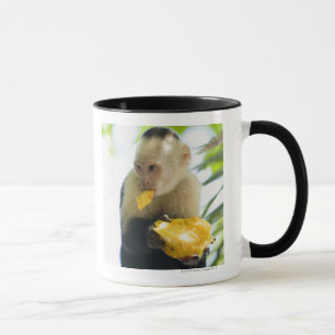 Caneca Fim-acima de um macaco do capuchin que come uma