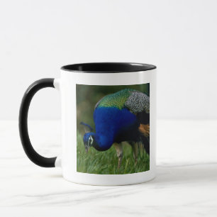 Caneca Fim-acima de um pavão