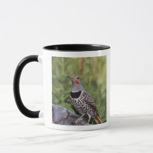 Caneca Flicker de norte, Colaptes auratus, Fofado Vermelh