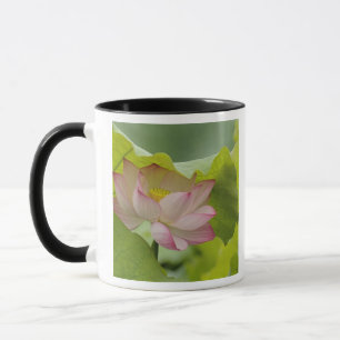 Caneca Flor de lótus, Nelumbo nucifera, China