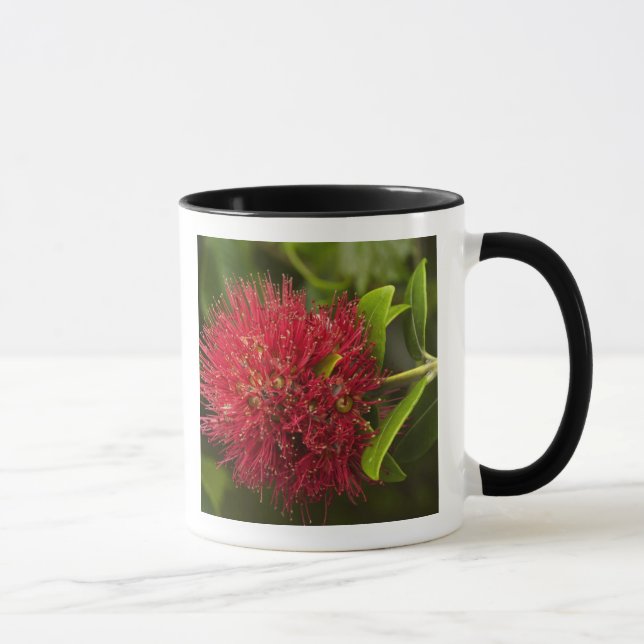Caneca Flor de Pohutukawa, Dunedin (Direita)