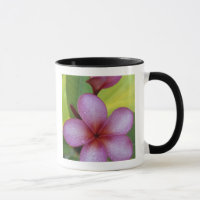 Flor, Plumeria sp.), Pacífico Sul, Niue