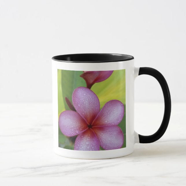 Caneca Flor, Plumeria sp.), Pacífico Sul, Niue (Direita)