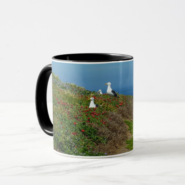 Caneca Flores e gaivotas na Ilha Anacapa (Frente Esquerda)
