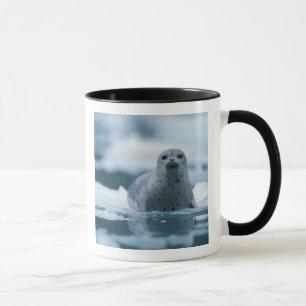 Caneca foca-comum-do-pacífico, Phoca vitulina richardsi