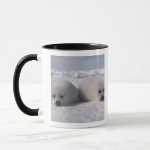 Caneca Foca-da-groenlândia (Phoca groenlandica) Filhotes