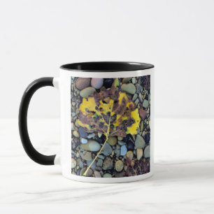 Caneca Folha de choupo de Fremont na planície de inundaçã